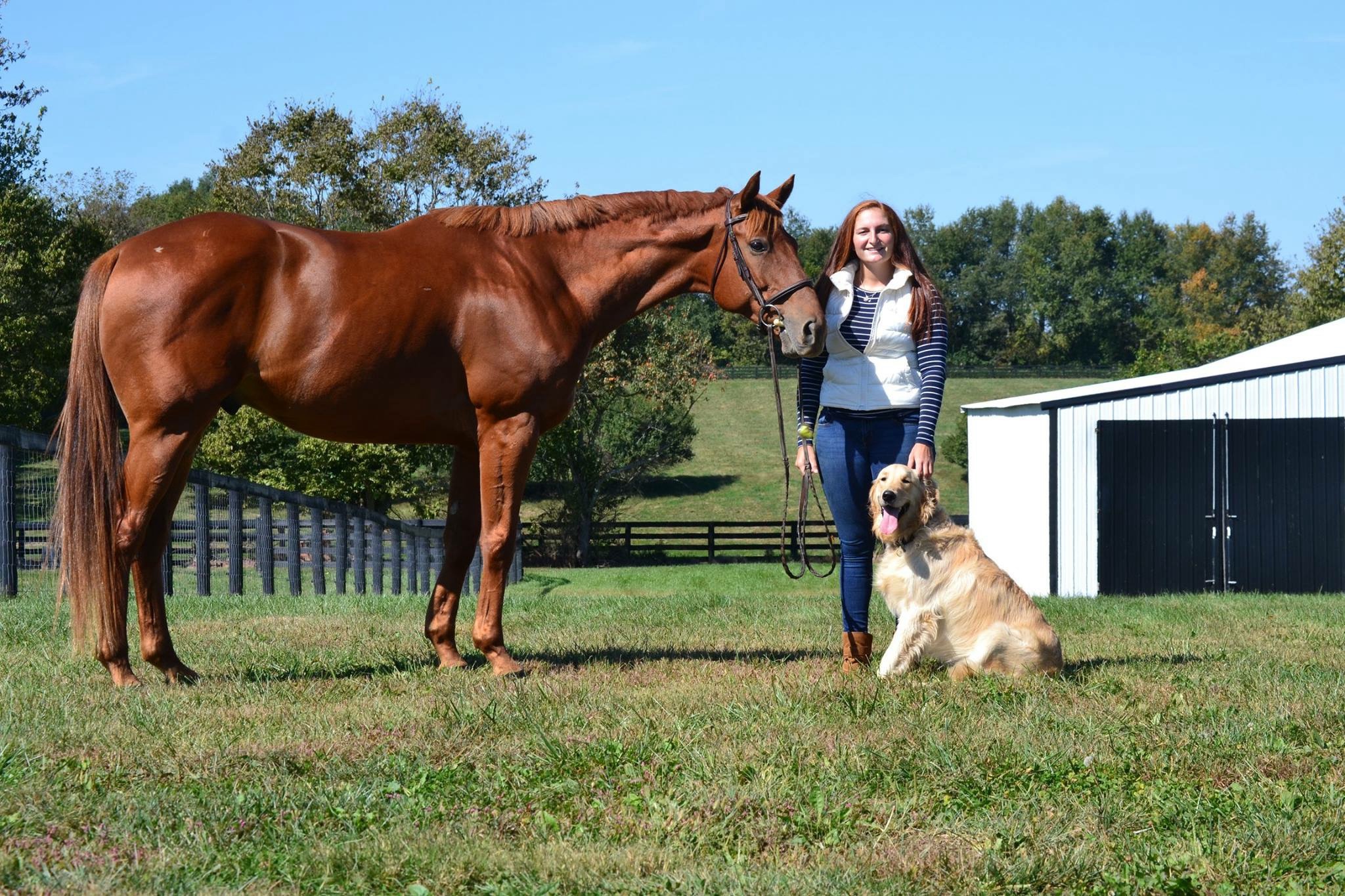 A horse, dog, and owner standing outside the barn